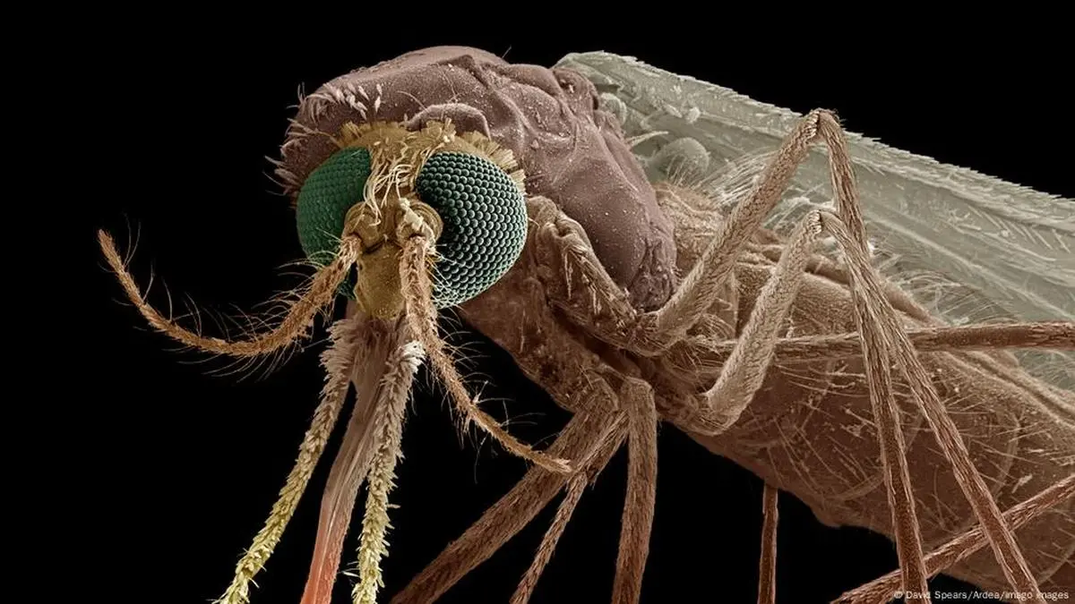 Nitisinone: A Game-Changer in Malaria Control and Mosquito Eradication?