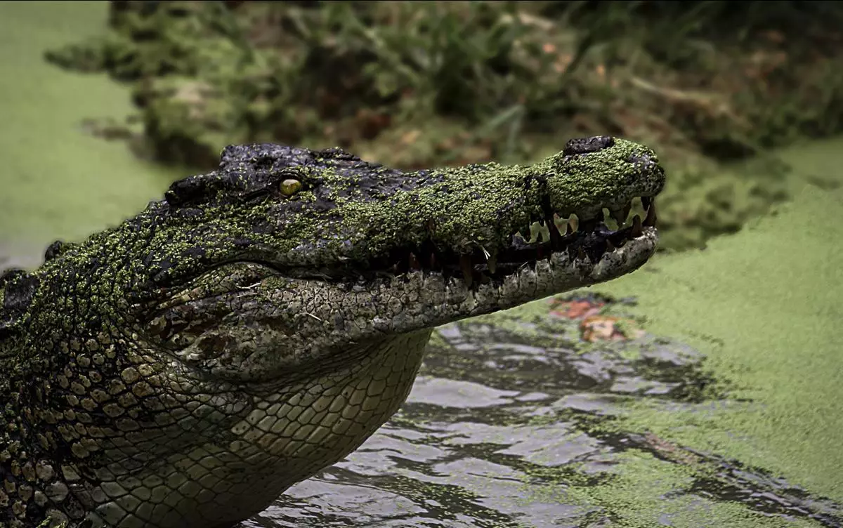 Human-wildlife conflict often puts these creatures at risk. In Indonesia, it is not uncommon to hear news of crocodile attacks, followed by villagers retaliating by killing the crocodiles. 