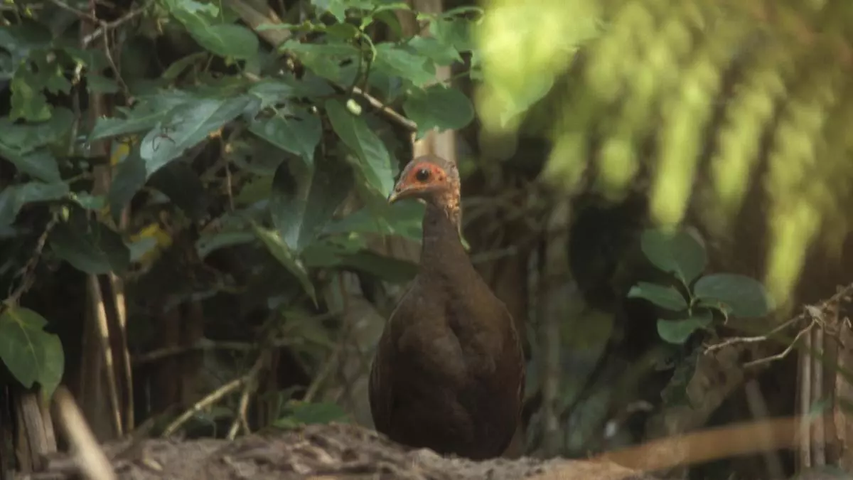 The Nicobar megapode, an election mascot, is threatened by a massive development project