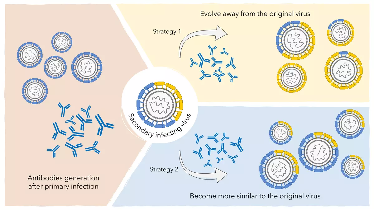 SCIENCE NOTEBOOK | Insights into the Dengue Virus in India