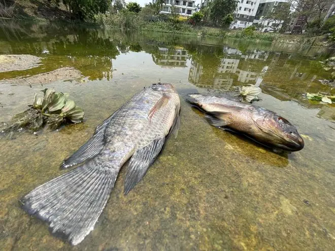 Reports of numerous fish and bird deaths in the city’s lakes are fairly common. Here, fish killed by pollutants at Kothnur lake in April 2022. Reports of numerous fish and bird deaths in the city’s lakes are fairly common. Here, fish killed by pollutants at Kothnur lake in April 2022.