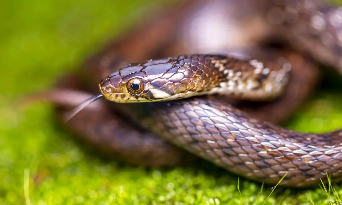 Nilgiri keelback, commonly known as Beddome’s keelback.