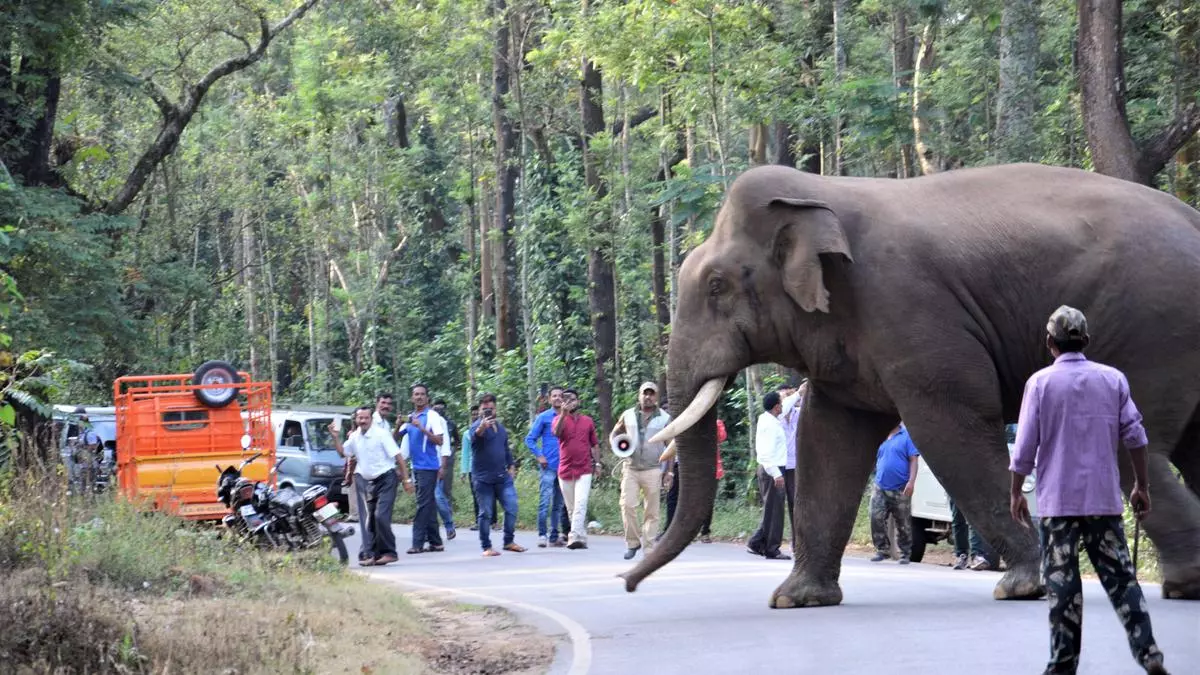 Karnataka: Hills of Hassan district plagued by perennial human-animal conflict