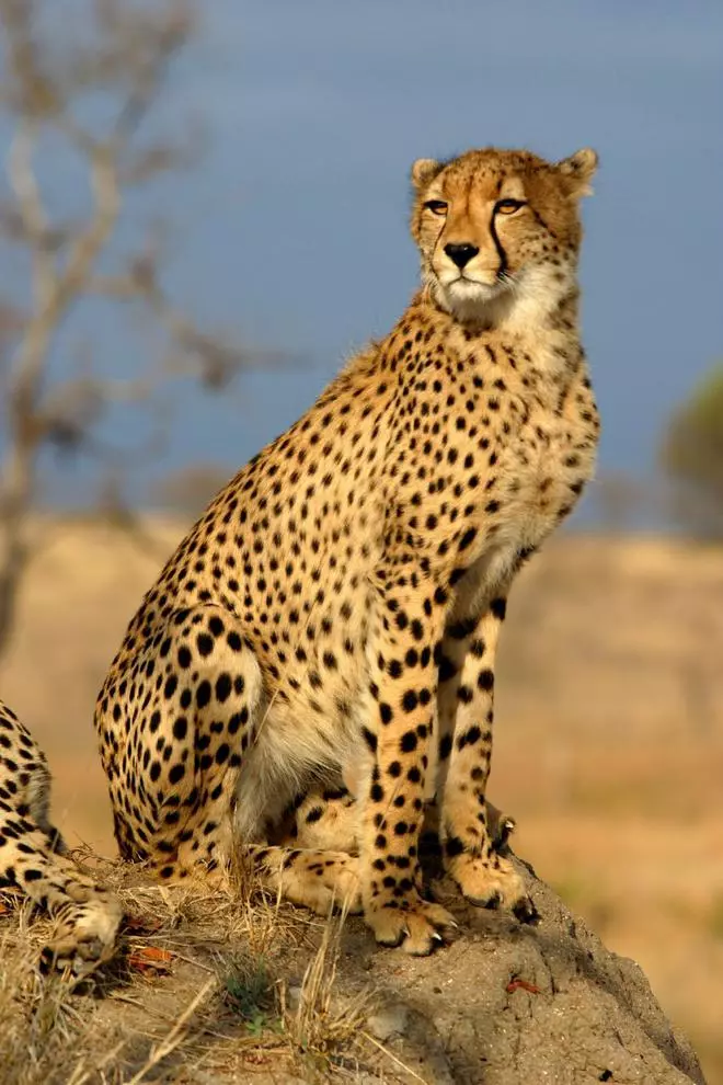 Un guépard dans une réserve animalière en Afrique du Sud 
