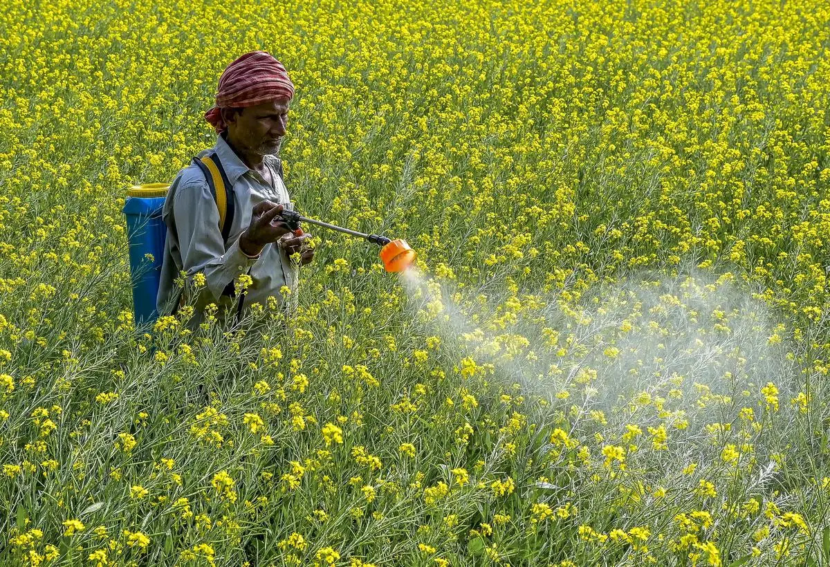 Si bien India experimentó un sólido crecimiento del PIB en la última década, el crecimiento de los salarios rurales reales se ha estancado. Aquí, un agricultor rocía insecticida en un campo de mostaza en Nadia, Bengala Occidental, el 23 de noviembre de 2025.