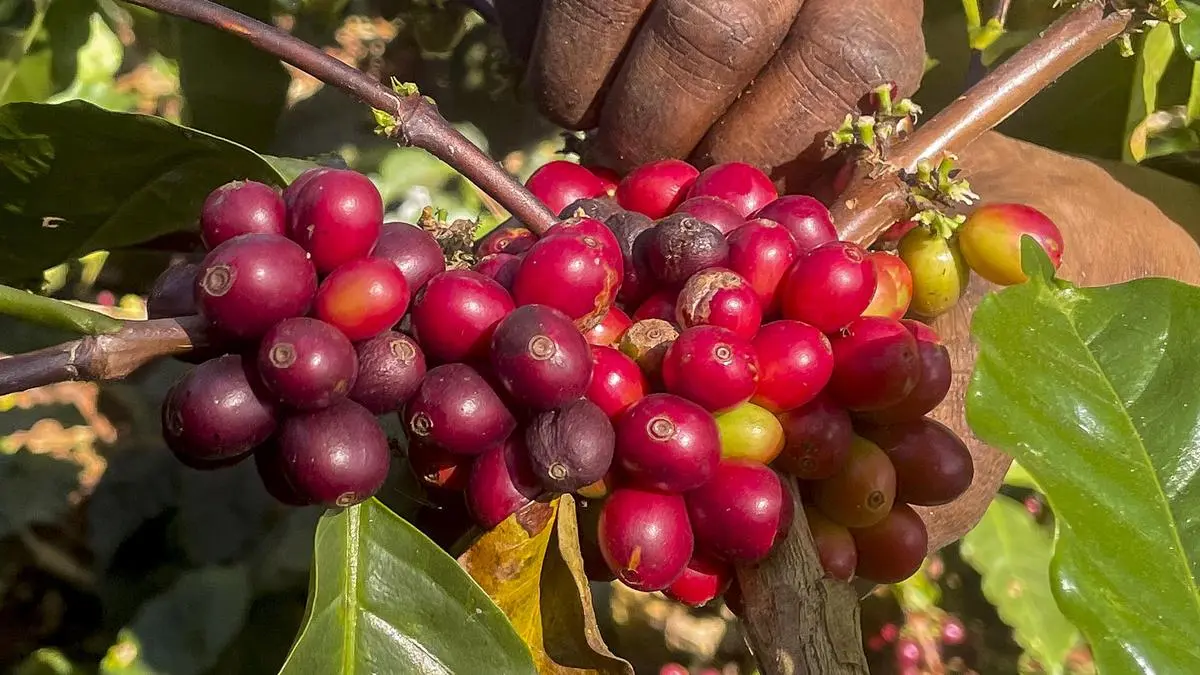 Coffee’s losing season