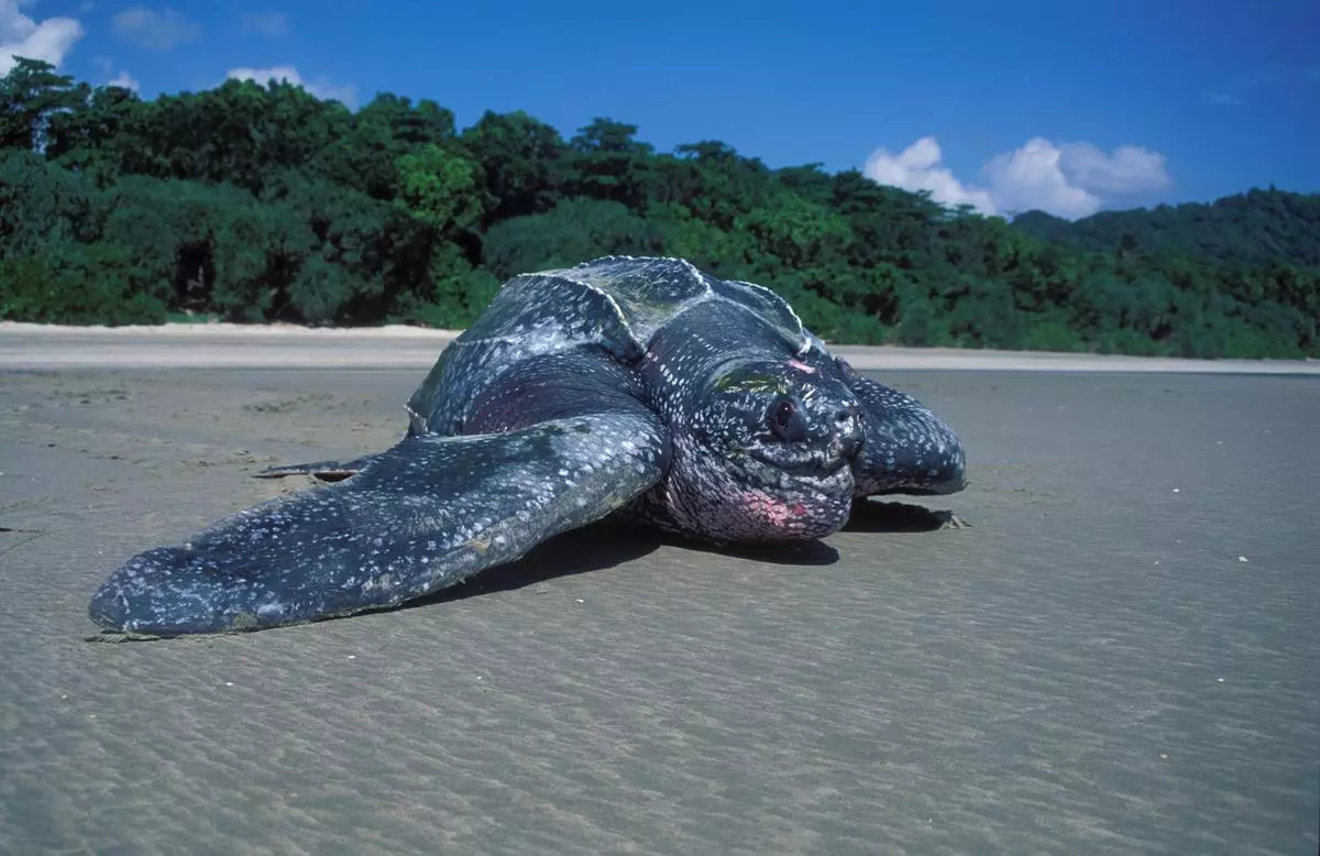 leatherback Sea turtle