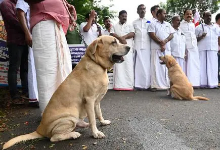 Stray dog menace in Kerala comes to centre stage after rise in attacks -  Frontline