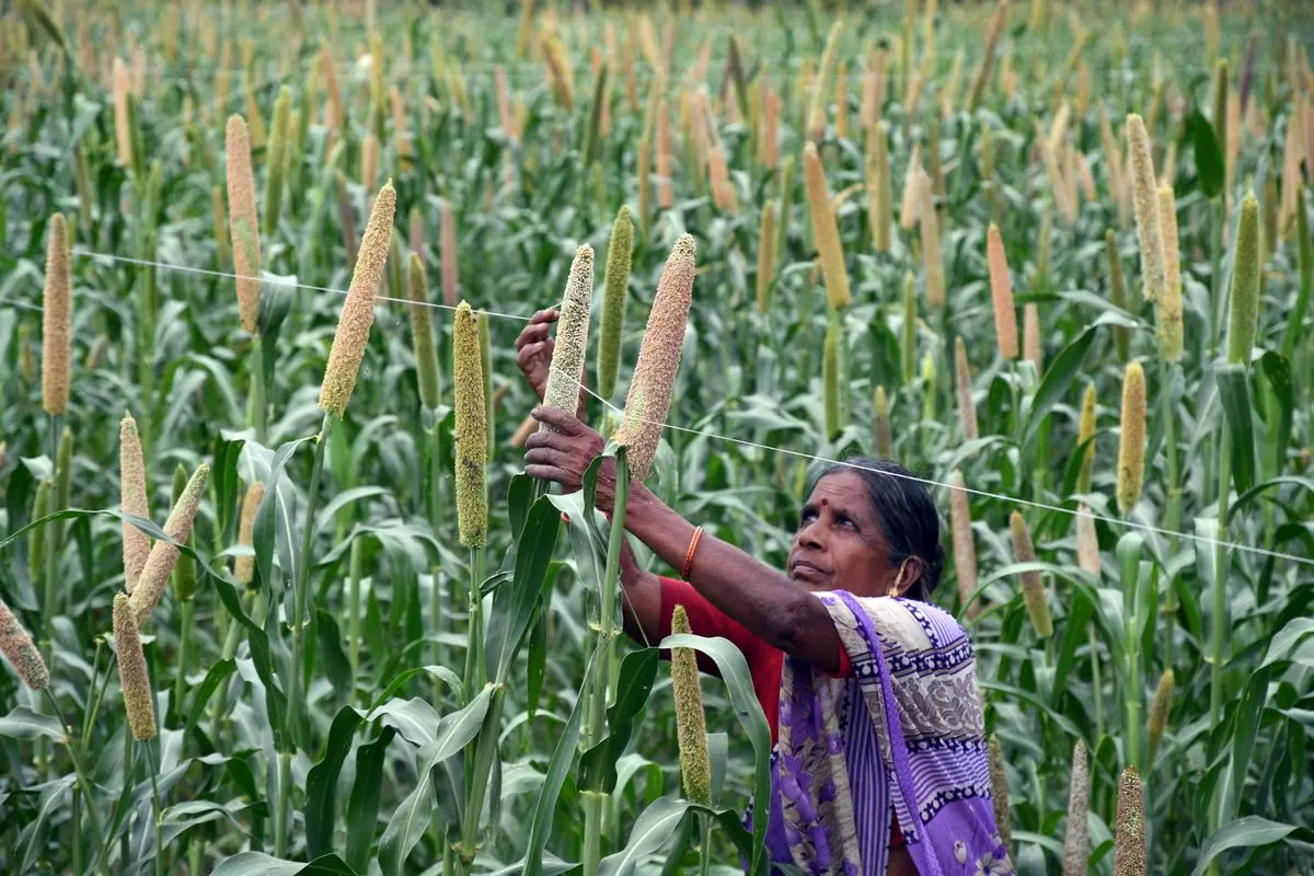 The Humble Millets Need More Government Support Frontline