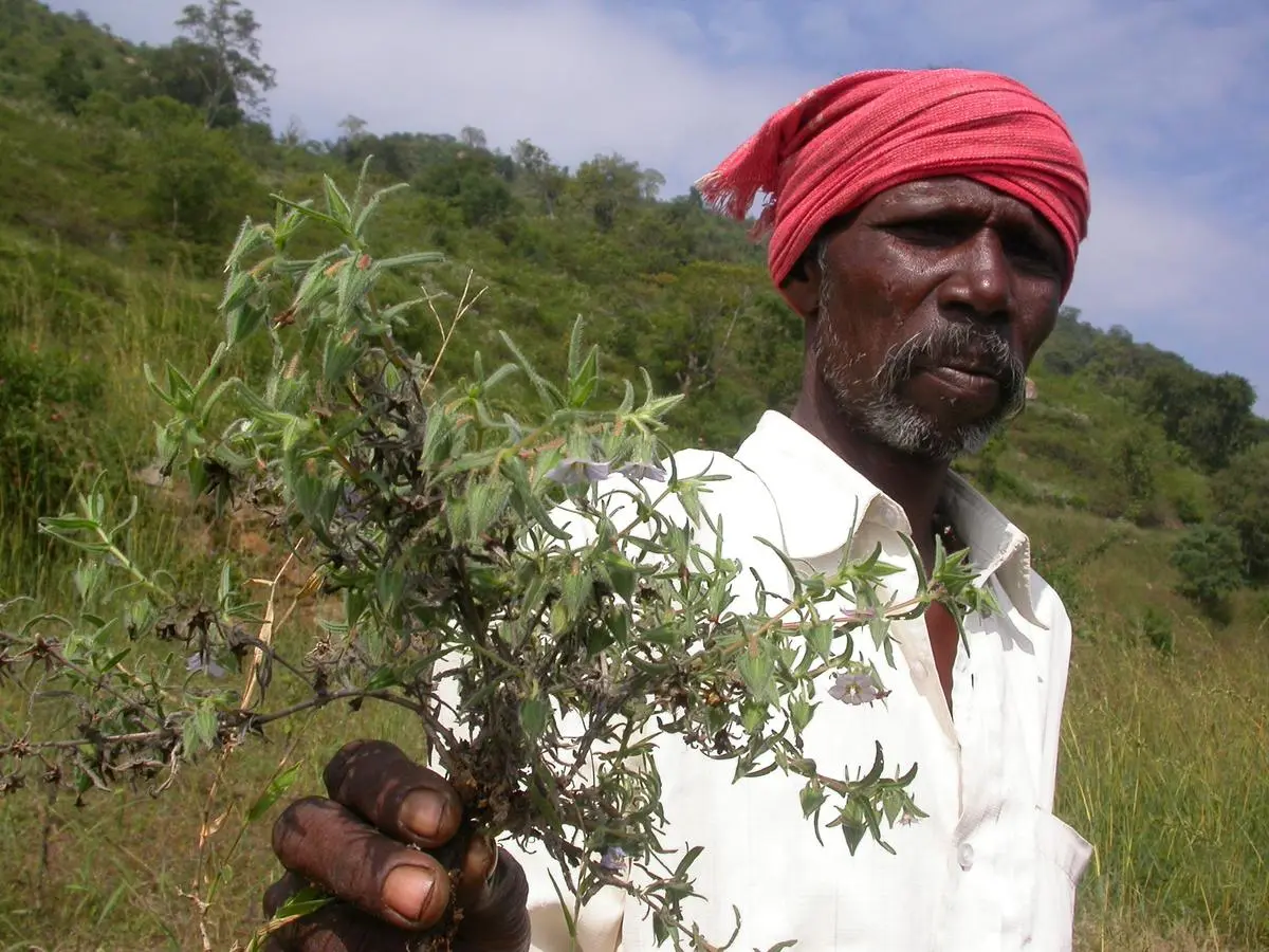 A member of the Soliga community in Karnakata’s Hills holds up a herb collected from the forest. A member of the Soliga community in Karnakata’s Hills holds up a herb collected from the forest.