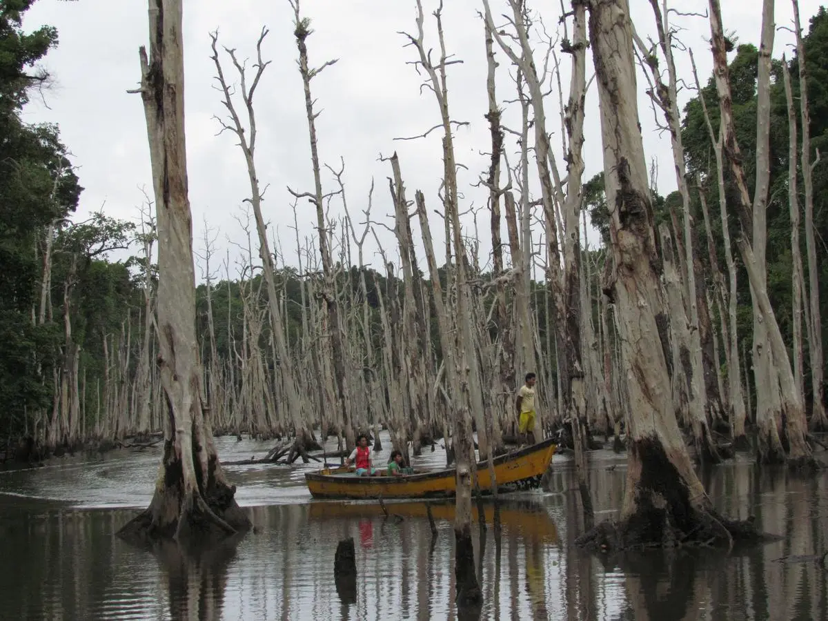 The indigenes passing through the forest on a dinghy. After the tsunami, large portions of land have been permanently inundated in the Nicobar. The indigenes passing through the forest on a dinghy. After the tsunami, large portions of land have been permanently inundated in the Nicobar.