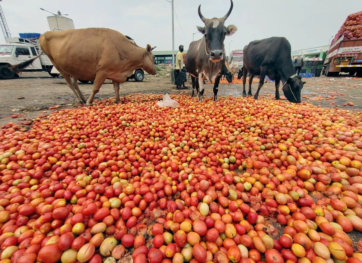 Late last year, images of farmers dumping their tomato crops on the streets were splashed across screens and newspapers.