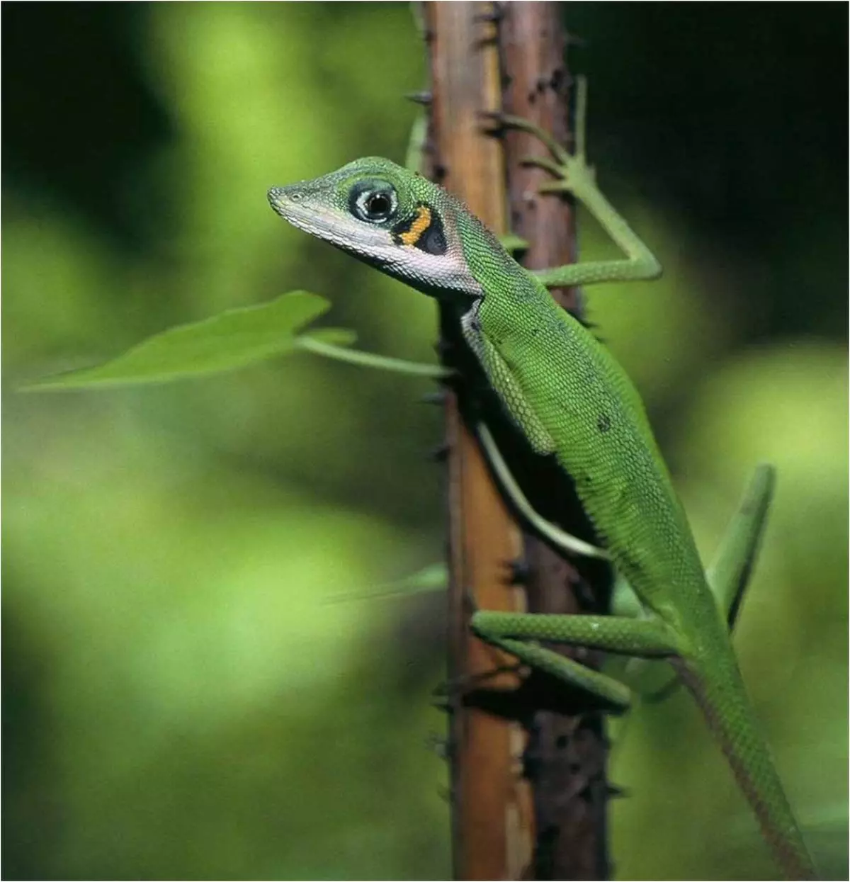 All current observations of the Daniel’s forest lizard have placed this species as endemic to the surroundings of Campbell Bay in Great Nicobar.
