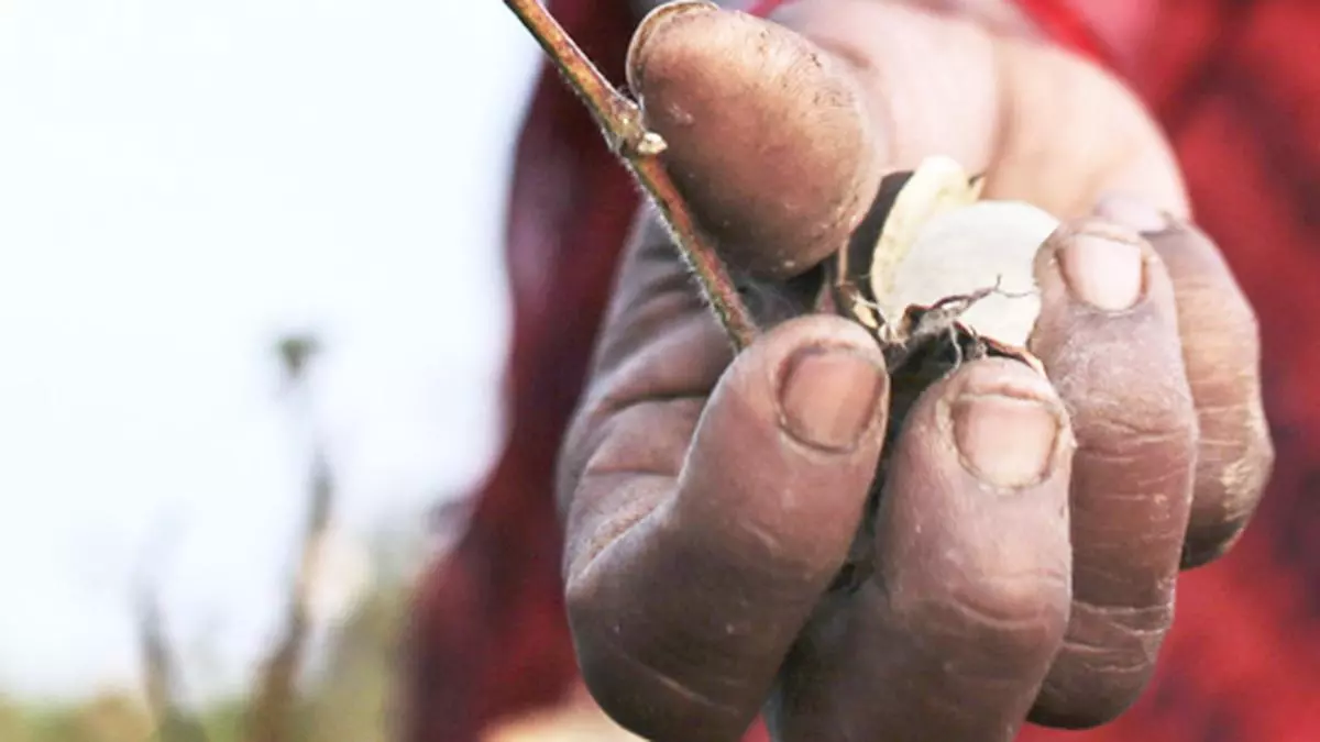 Agriculture Crisis or Identity Politics: How will Farmers Vote in the Maharashtra Election?