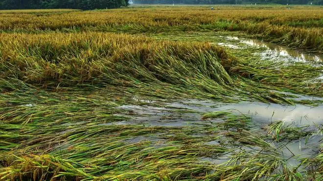 Paddy damaged by incessant rain in Palakkad in October 2021. Paddy damaged by incessant rain in Palakkad in October 2021.