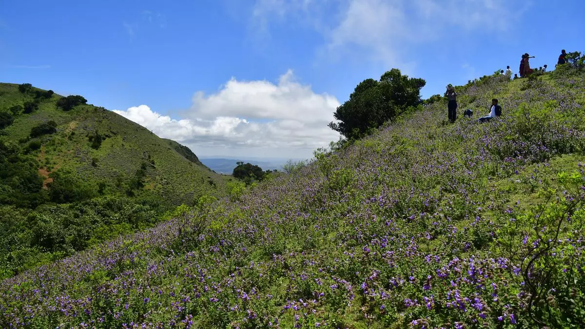 PHOTO ESSAY | Neelakurinji flowers are blooming in Karnataka