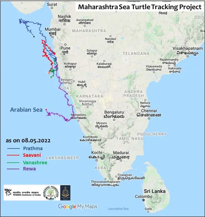 The map which tracks the route of the tagged turtles. The map which tracks the route of the tagged turtles.