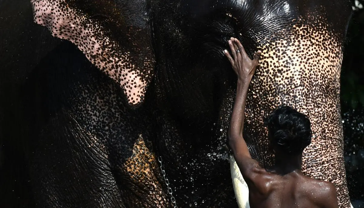 A mahout bathes an elephant at a temple in Kochi, Kerala.