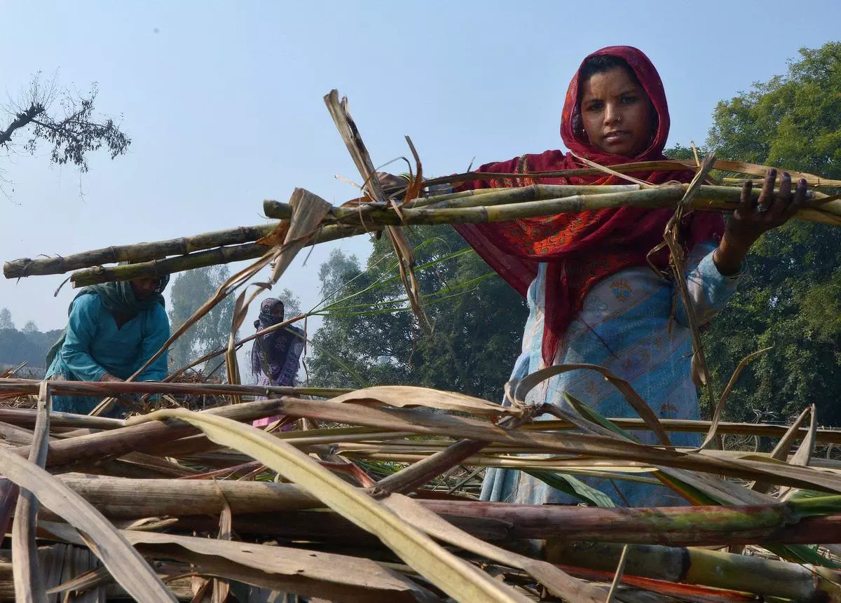 Sugarcane farmers in Kairana in Uttar Pradesh. 