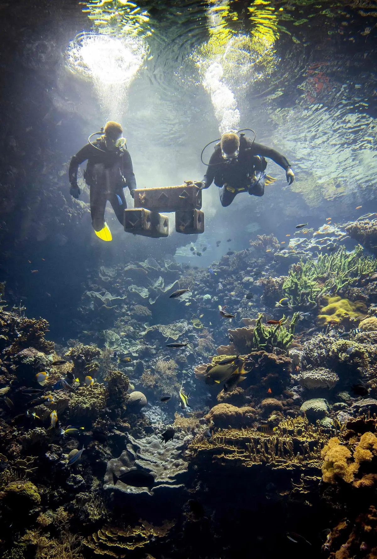 Divers assemble a piece of biodegradable material with coral colonies  in the tropical coral reef of Burgers’ Ocean aquarium in Arnhem, Netherlands, in May 2022. Studies suggest that coral restoration is at best a feel-good palliative action. 