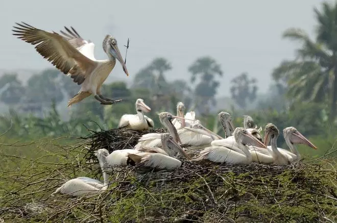 Pelicans nesting at Kazhuvurkulam near Koonthankulam in 2020.