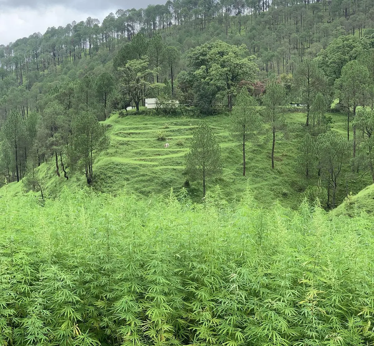 At an industrial hemp cultivation farm in Bageshwar in Uttarakhand. A team from Himachal Pradesh toured Uttarakhand to gain insights into legal cannabis cultivation.
