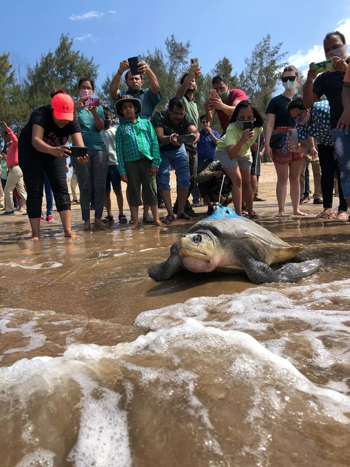 Anglers, pier staff, rescuers and beachgoers save 217-pound sea turtle  tangled in fishing line