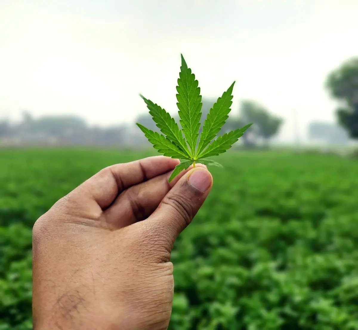 大麻植物の葉。