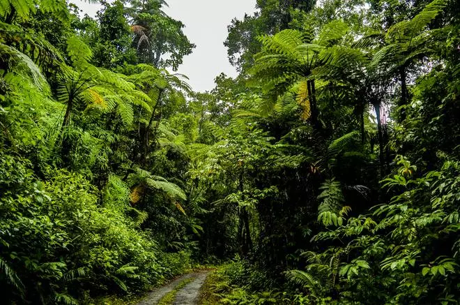 The Great Nicobar Biosphere Reserve, its rainforest seen here, is part of UNESCO’s World Network of Biosphere Reserves. The government’s mega plans for the island will involve the use of a total of 244 sq km of lush forest and coastal regions within this reserve.