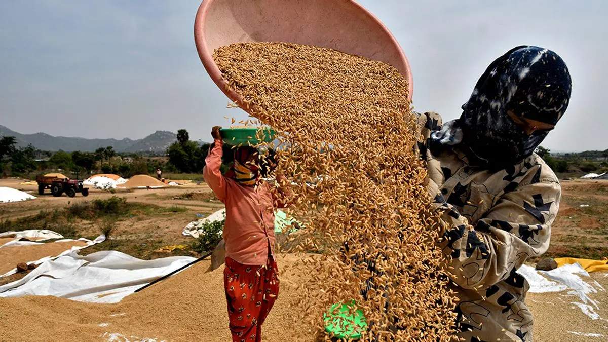 Telangana Farmers Left Without Crop Insurance as Unusual Rains Cause Massive Damage