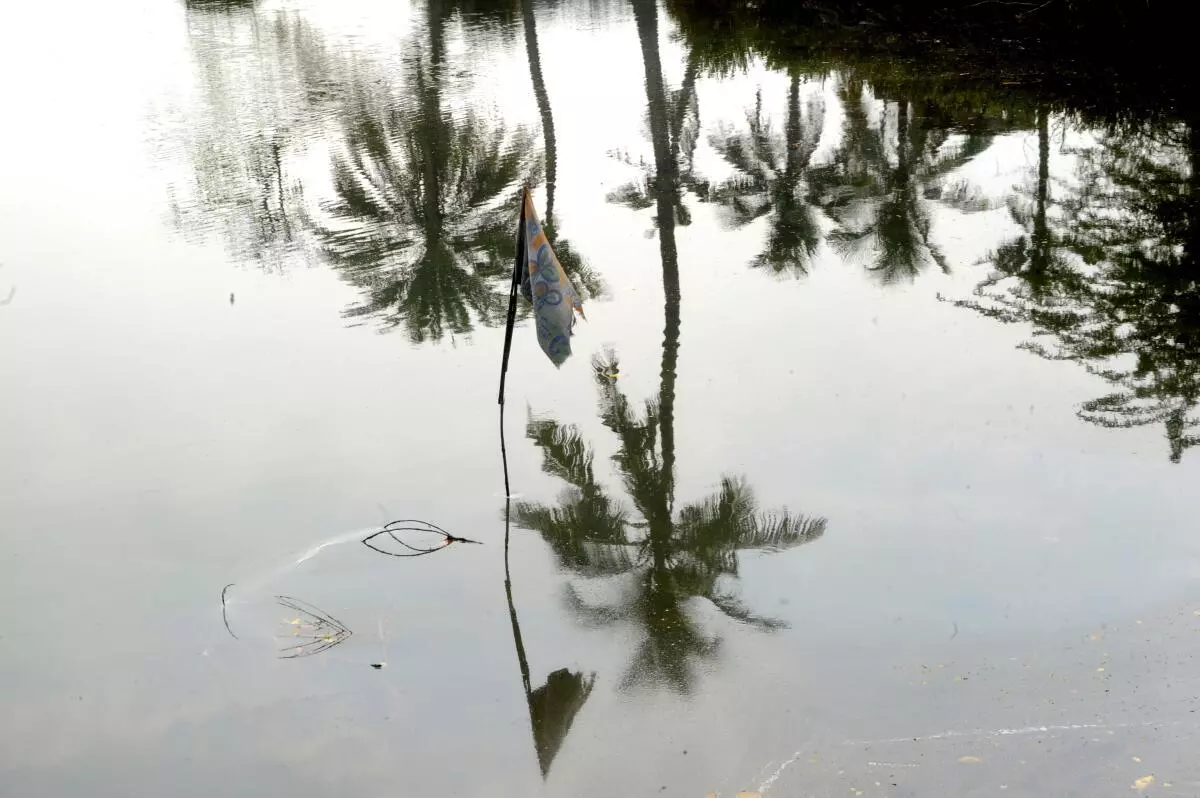 A Trinamool Congress flag flies inside a bheri (fishing pond). Local Trinamool leaders are accused of forcibly capturing these bheries from the villagers. 