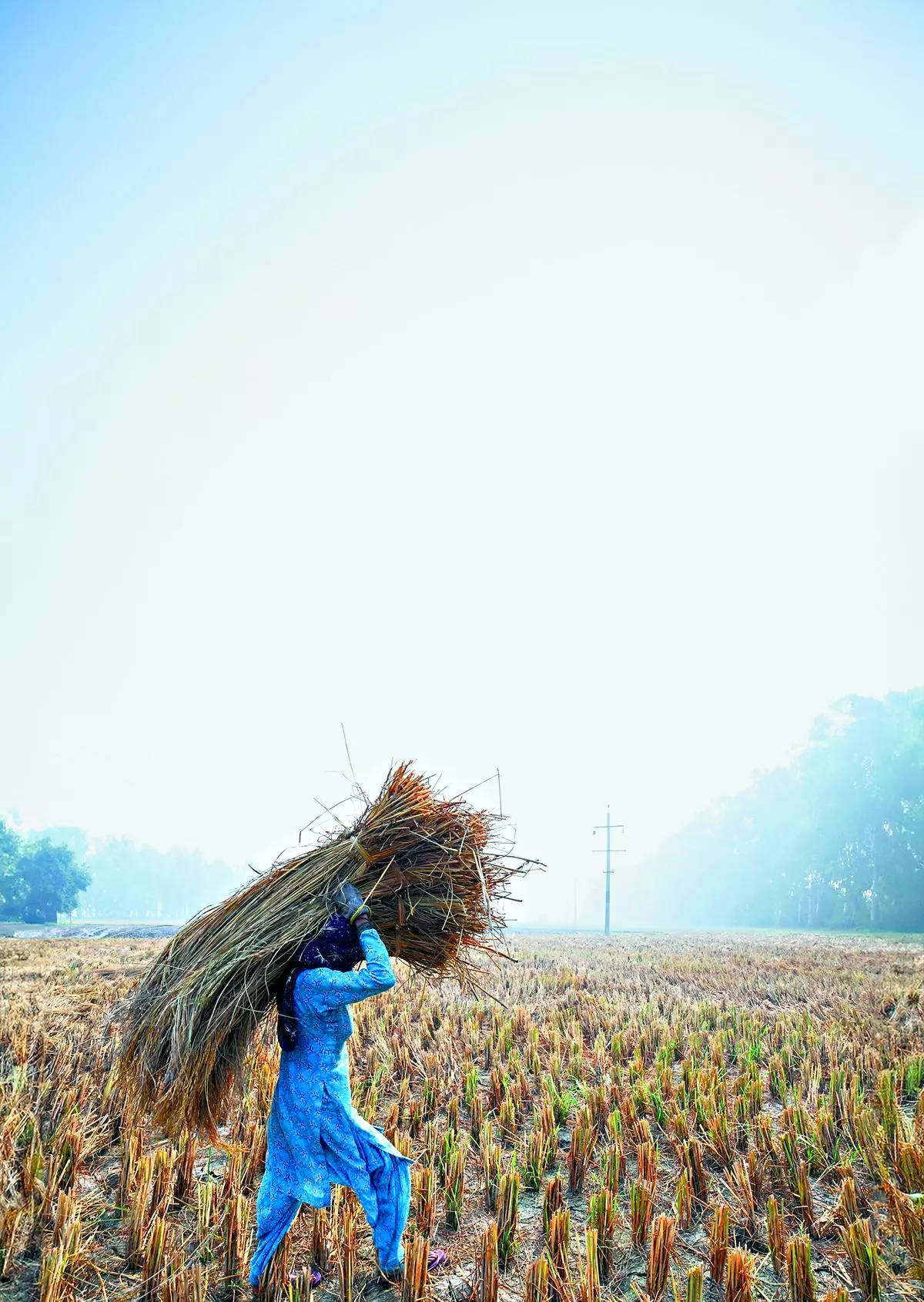 Harvesting paddy in Panipat, Haryana. The demand for fertilizers was the highest at the time of Kharif and Rabi sowing. 