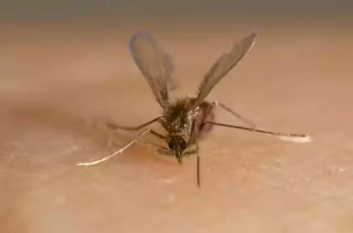 A sandfly, one of the vectors that transmits the Chandipura virus, the pathogen that causes acute encephalitis syndrome.