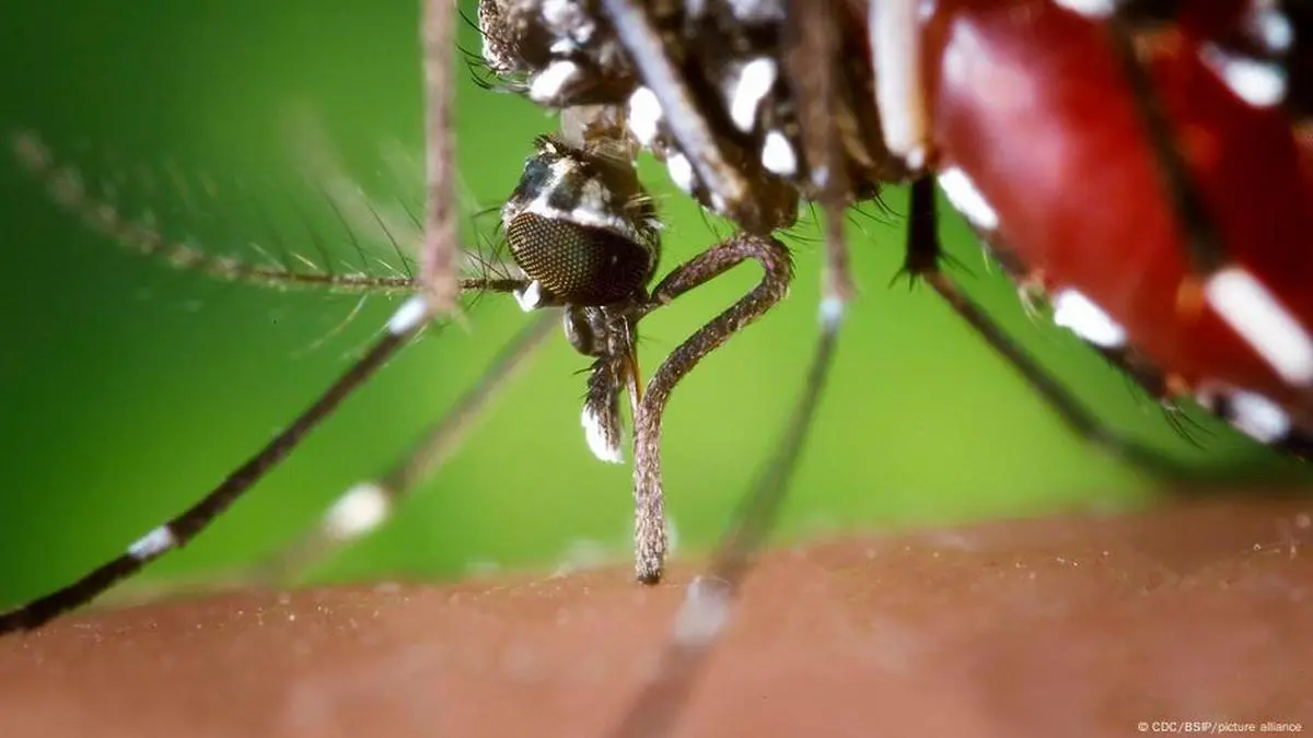 World Mosquito Day: Here are Some of the Most Dangerous Mosquito-Borne Diseases