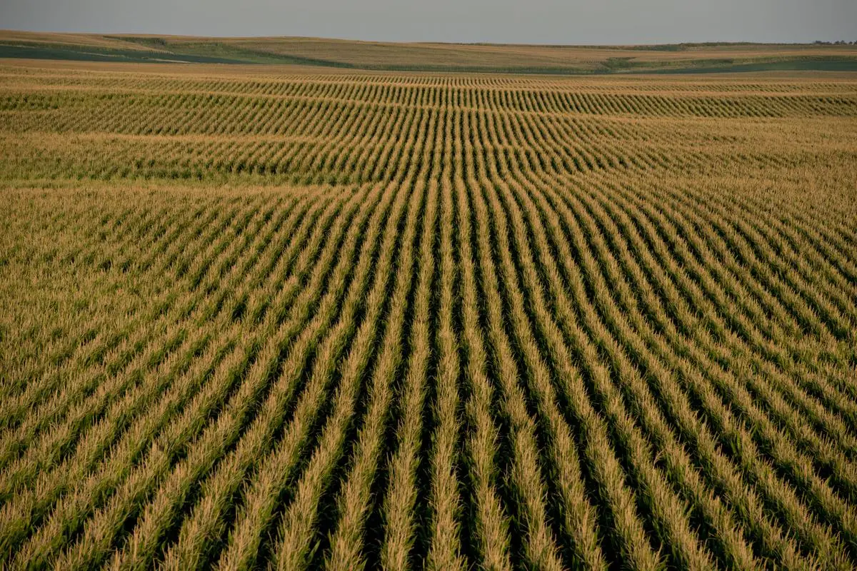 A corn field in the Corn Belt State of Illinois, in 2013. 