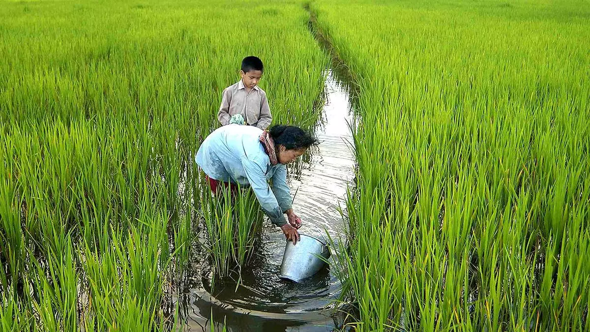 The traditional lifestyle of the Apatanis of Ziro is changing