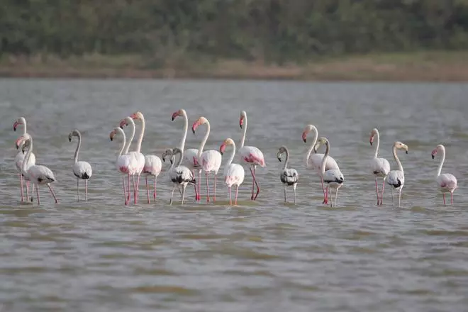Flamingoes at Koonthankulam