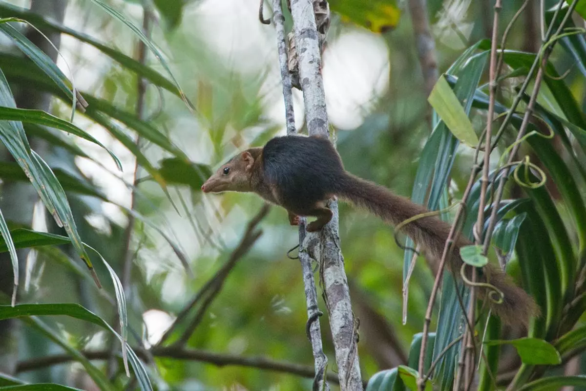 The Nicobar treeshrews are intelligent animals that have been known to form long-lasting feeding relationships with birds like the racket-tailed drongos. They are notoriously rare to find and are listed as endangered in the IUCN list.