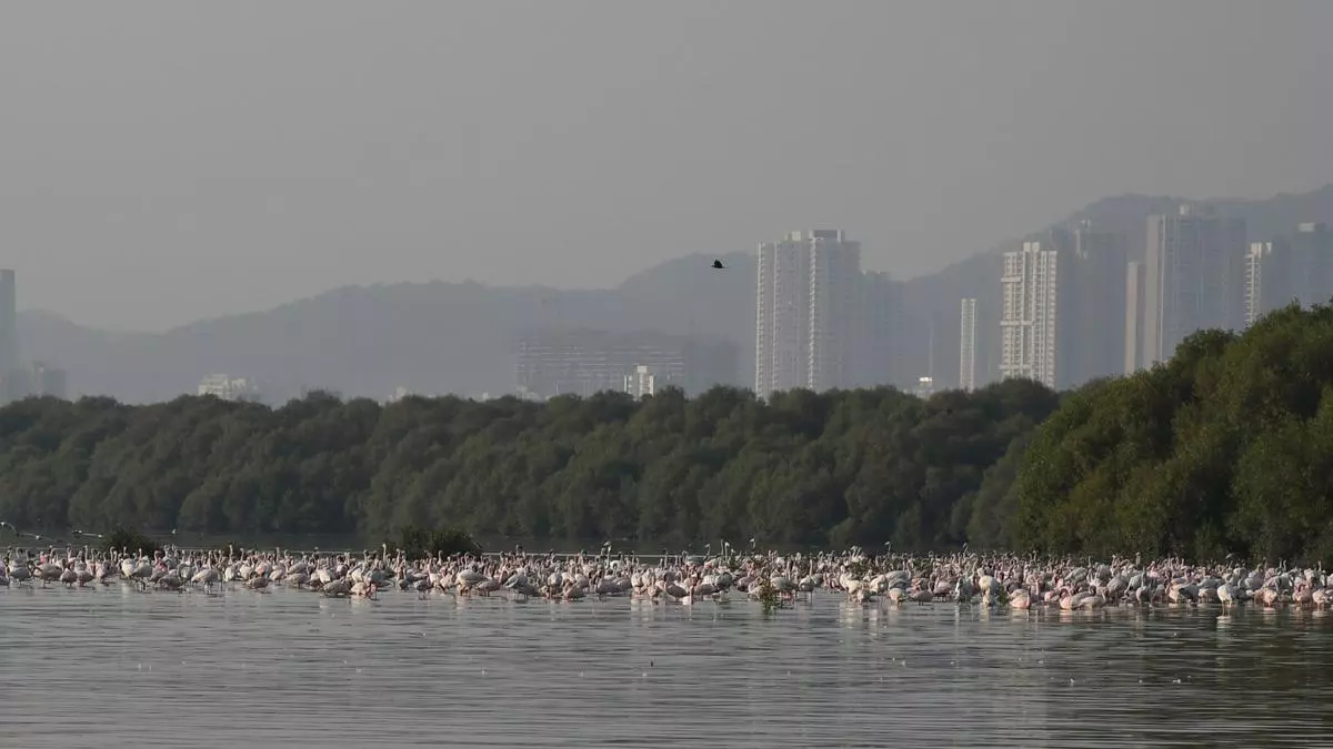 Mangroves to be cut for Mumbai-Ahmedabad bullet train project following Bombay HC order