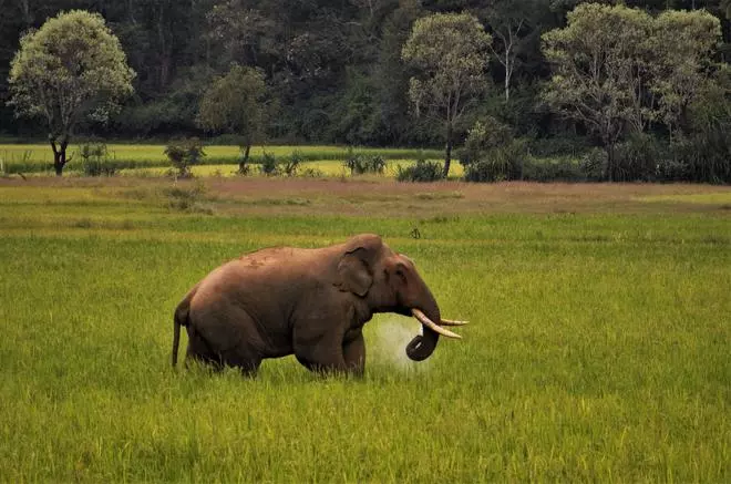Loss of agricultural crops is a major source of conflict in the region. Crops damaged by an elephant walking on a field. 
