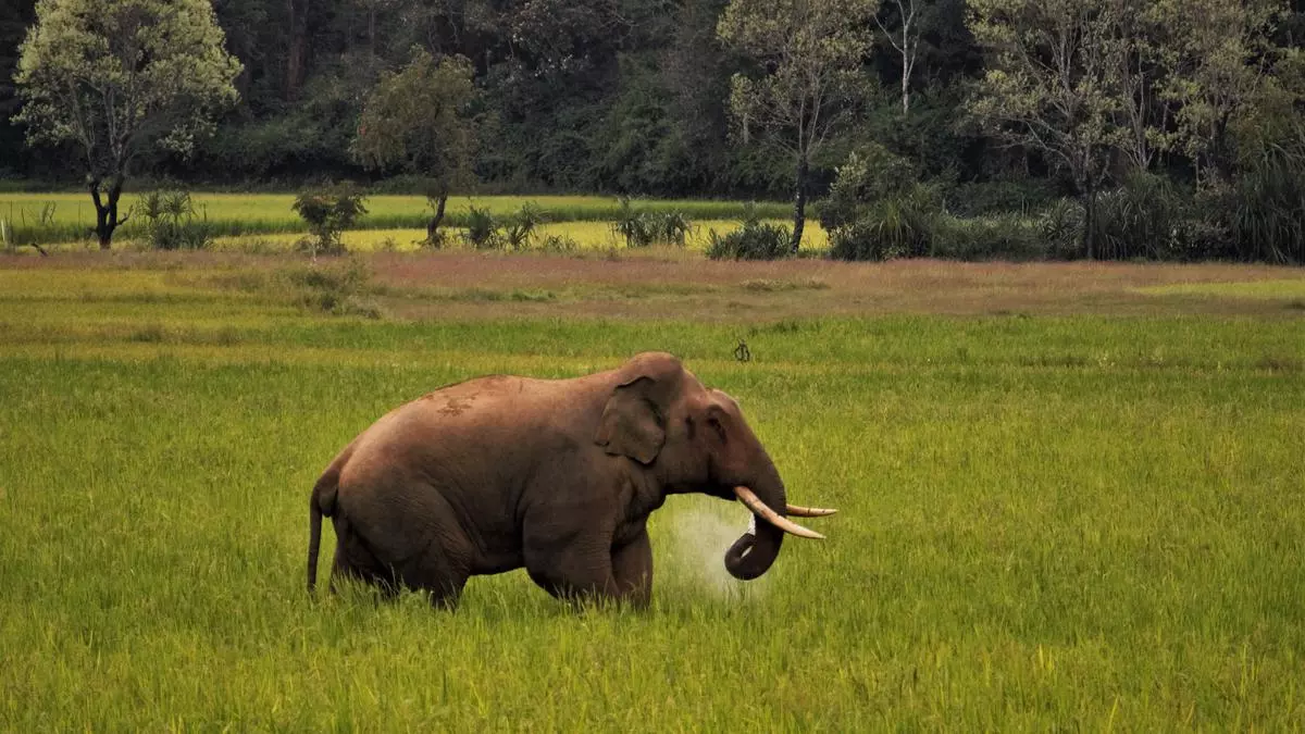 Engaging Elephas maximus