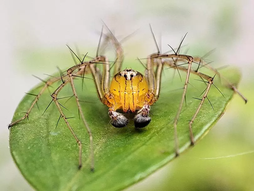 Lean lynx spider