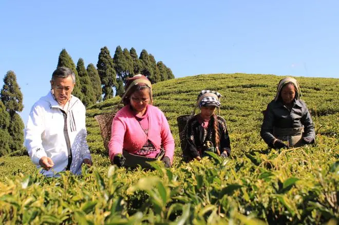 Pranab Mukhia, creator of Moonlight Tea and DGM Thurbo Tea Estate, with workers. Thurbo Tea Estate is one of the most prestigious gardens of Darjeeling, belonging to Goodricke. Pranab Mukhia, creator of Moonlight Tea and DGM Thurbo Tea Estate, with workers. Thurbo Tea Estate is one of the most prestigious gardens of Darjeeling, belonging to Goodricke.