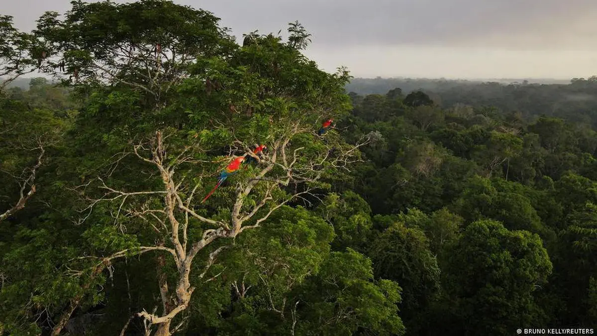 Brazil under Bolsonaro led deforestation in  rainforest in