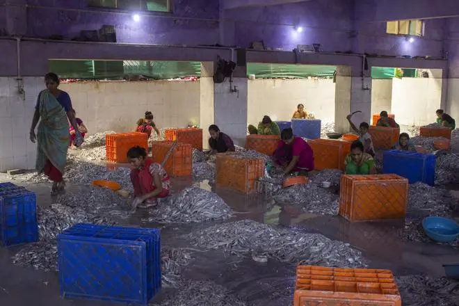 Back home the fishermen’s families work in fish processing and packaging units. Back home the fishermen’s families work in fish processing and packaging units.