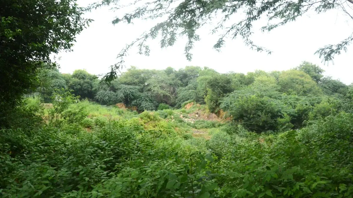Dwarka forest and the misunderstood politics of deemed forests and invasive species