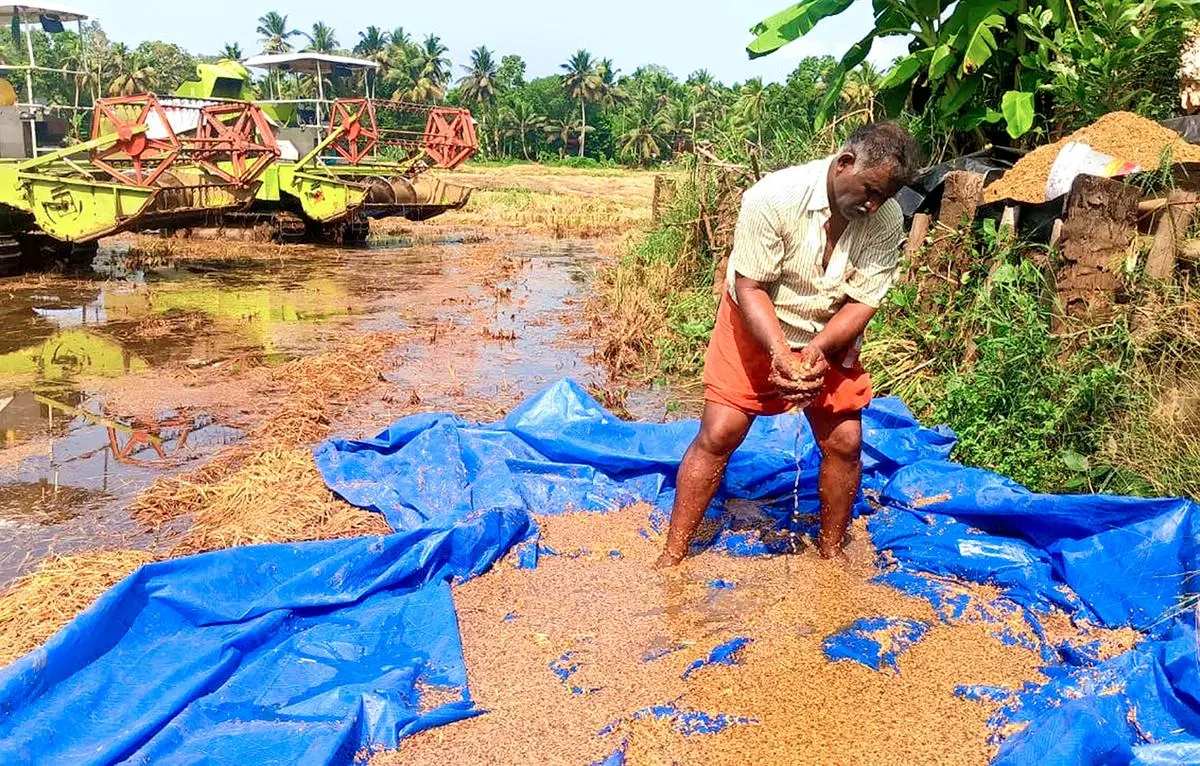 Kuttanad: The next vanishing wetland? - Frontline