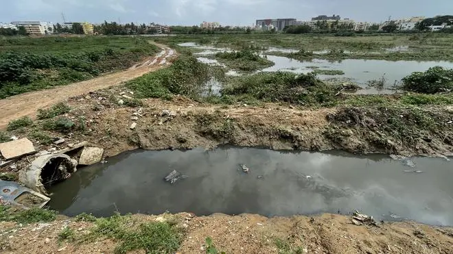 The Kaggadasapura lake contaminated with effluents. The Kaggadasapura lake contaminated with effluents.