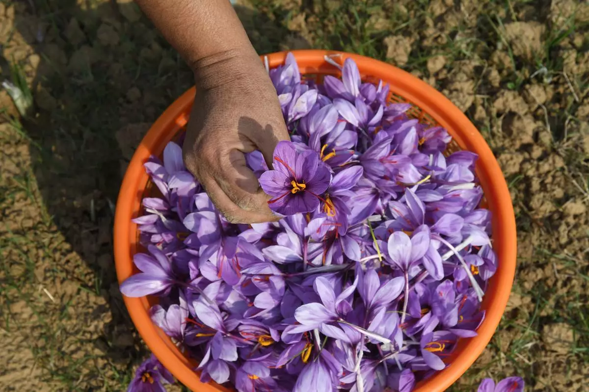 A bowl of saffron flowers.