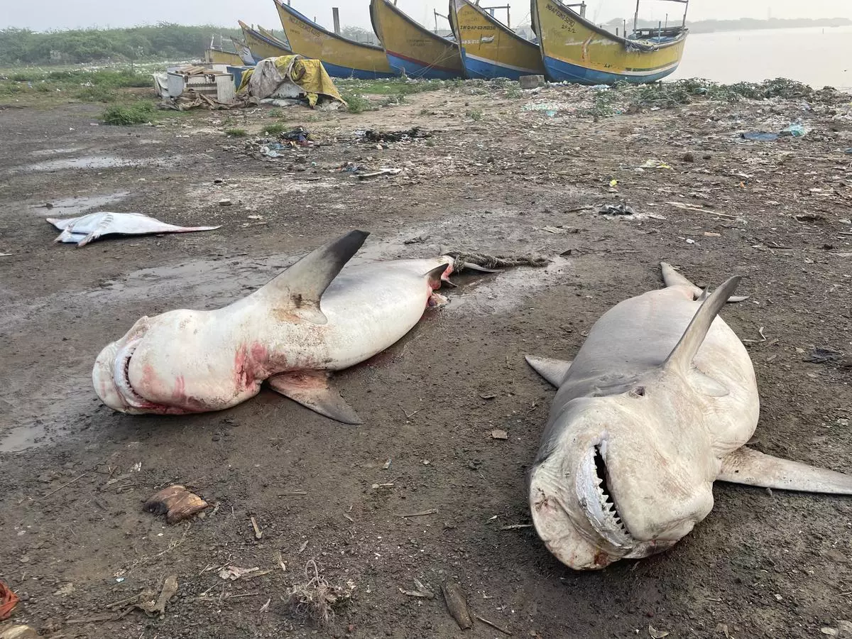 Ground Realities of Shark Fisheries in India > Wildlife Conservation  Society - India